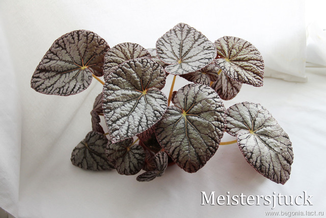 B. ‘Masterpiece’